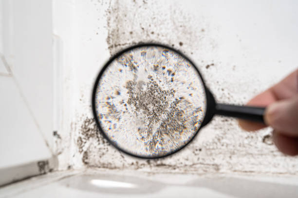 Mold Odor Removal Services in Glens Falls, NY